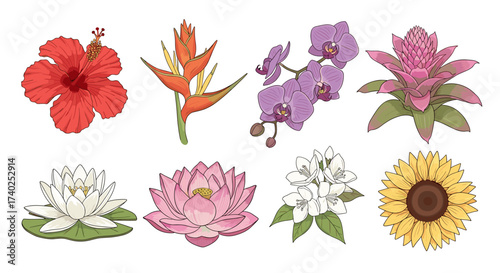 Vibrant Collection of Tropical and Garden Flowers Illustration Set