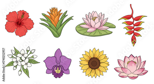 Exotic flower collection with vibrant colors on a clean white background