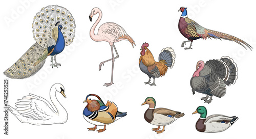 Collection of Beautiful Bird Illustrations: Peacock, Flamingo, Duck and More