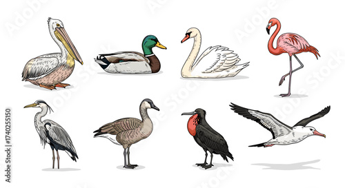 Charming Birds Illustration: Pelican, Duck, Swan, Flamingo and More