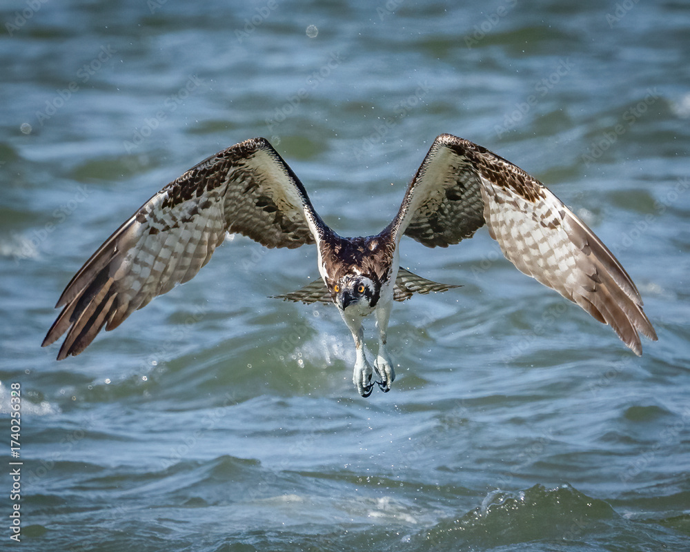 Obraz premium Osprey in flight while fishing for a meal