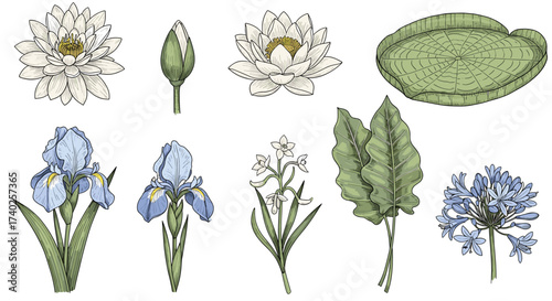 Botanical Illustration Featuring Water Lilies, Irises, Agapanthus, and Broad Leaves