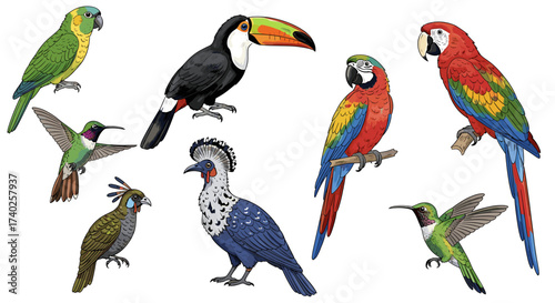 Diverse collection of colorful tropical birds on a plain white background