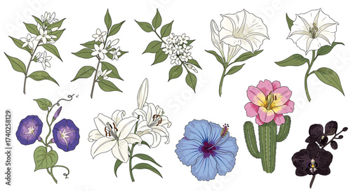 Botanical Illustration of Diverse Flower Species Against a White Background