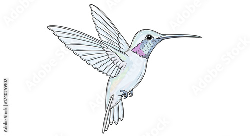 Elegant iridescent hummingbird with outstretched wings on a white background.