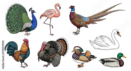 Diverse colorful bird collection with peacock, flamingo, pheasant, and ducks