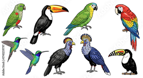 Diverse collection of vibrant tropical bird species illustration isolated