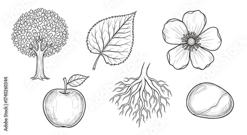 Apple Tree Anatomy: Black and White Illustration for Educational Resources