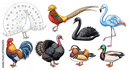 Colorful Assortment of Birds: Diverse Species on White Background