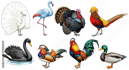 Assorted birds, various species in colorful illustrations, standing on white