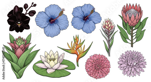 Vibrant Variety: An Artistic Botanical Collection of Exotic Flowers