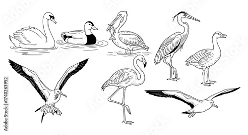 Variety of Elegant Water Birds Black and White Line Art