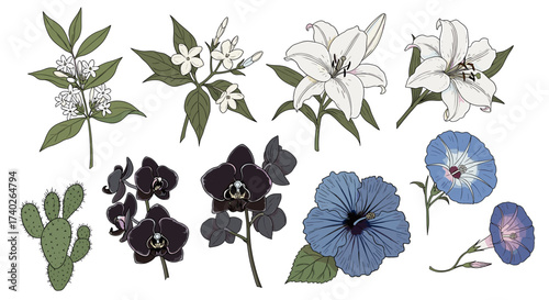 Botanical Illustration with White, Blue and Black Flowers, including Cactus