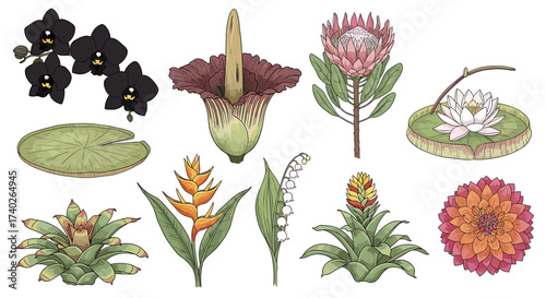 Beautiful botanical illustration of diverse exotic plants against white background