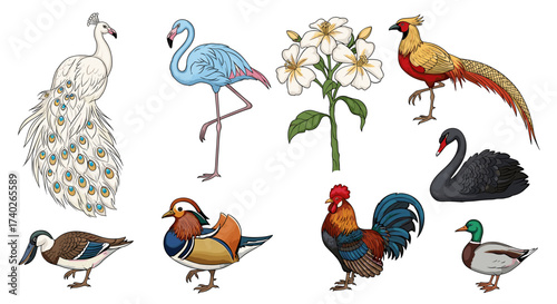 Ornithological illustration showing an arrangement of eight birds and a flower.