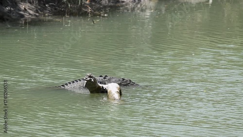 Big saltwater estuarine crocodile, Crocodylus porosus, dragging a dead body of a water buffalo corps through shallow murky water of a billabong waterhole near Kakadu national park, Northern Territory