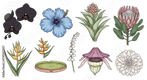 Botanical Collection: A Vibrant Variety of Exotic Flower Illustrations