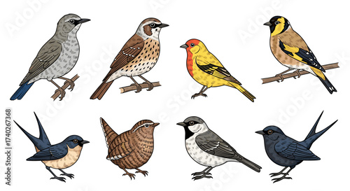 Diverse Bird Species Illustrated with Varied Plumage and Perching Behaviors