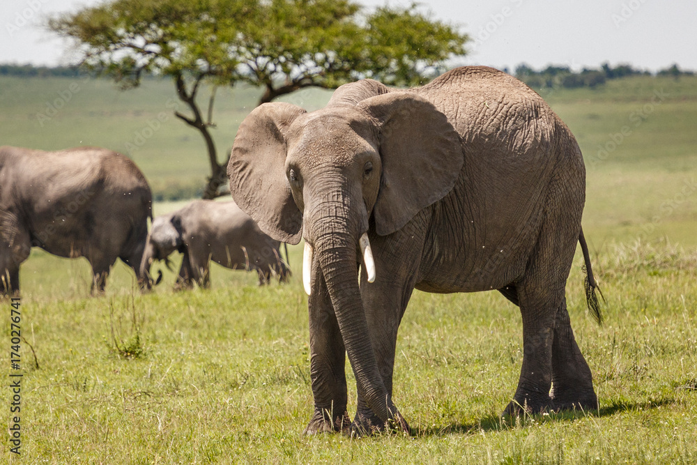 Obraz premium Majestic African Elephant Standing in the Open Savanna with Herd and Tree Background