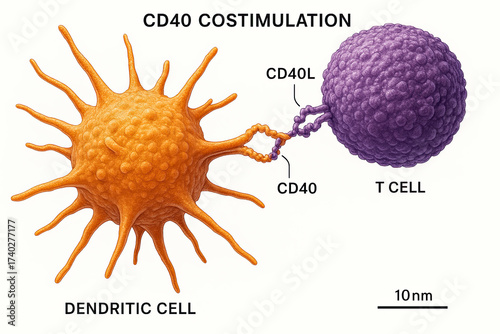 Scientific illustration depicting CD40 costimulation between a dendritic cell and a T cell, highlighting molecular interactions and scale.