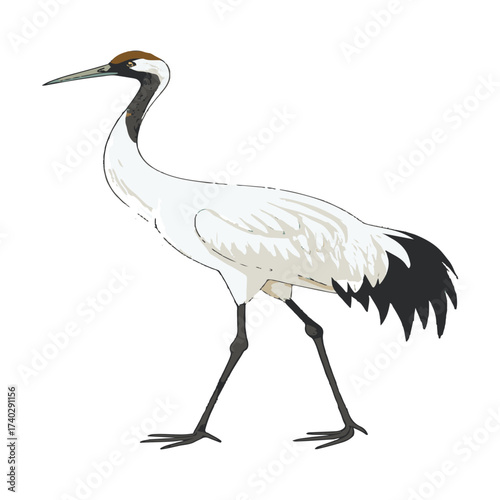 whooping-crane-vector-