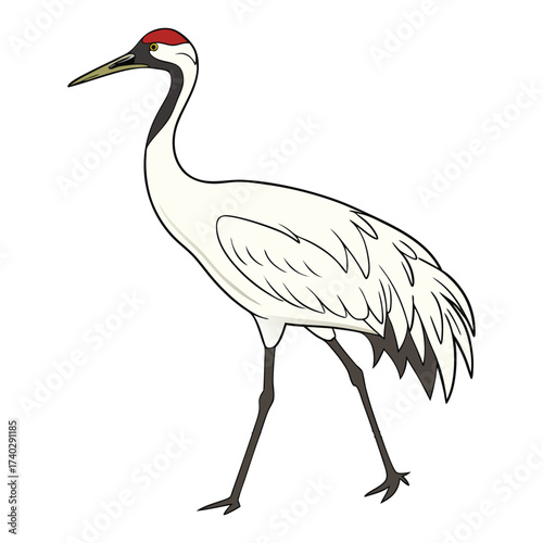 whooping-crane-vector-