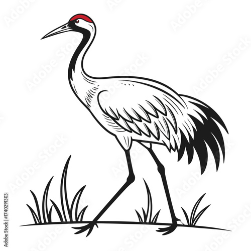 whooping-crane-vector-