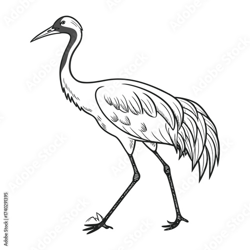 whooping-crane-vector-