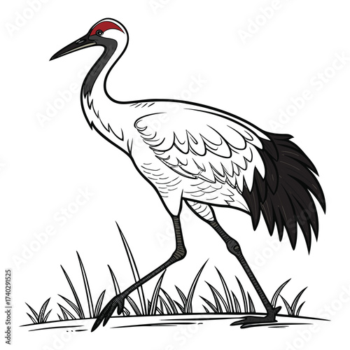 whooping-crane-vector-
