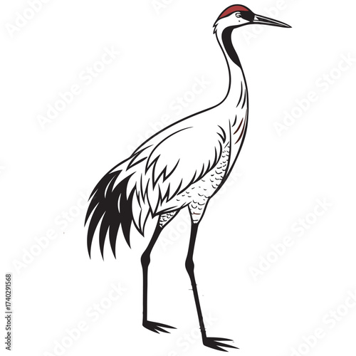 whooping-crane-vector-