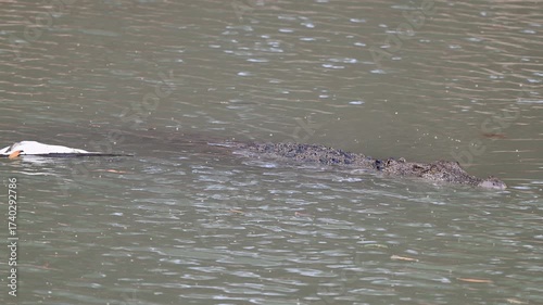 Big saltwater estuarine crocodile, Crocodylus porosus, lurking in shallow murky water of Cahills crossing waiting for Baramundi near Kakadu national park, Arnhemland, Northern Territory, Australia.