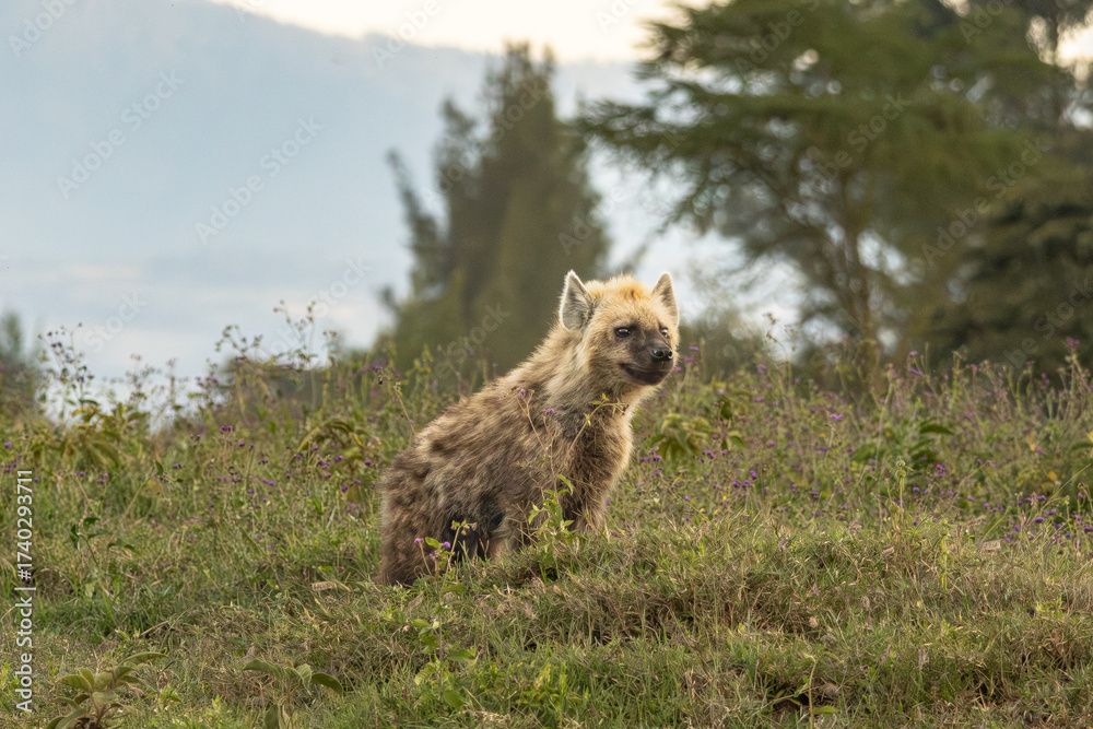 Fototapeta premium A young spotted hyena (Crocuta crocuta) sits in a grassy field in Lake Nakuru National Park, Kenya