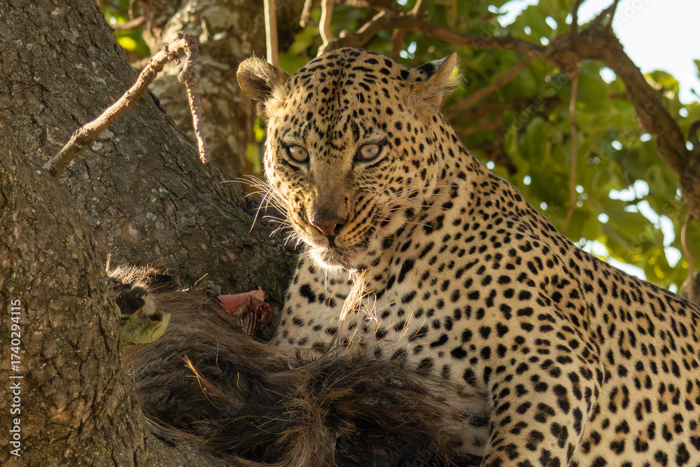 One of my favorite photos from the safari, available in Adobe Stock