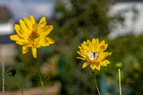 Ein Weißling Schmetterling auf Nektarsuche