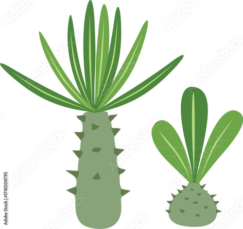 Pachypodium Illustration Set – Two Small Caudiciform Succulent Plants Vector