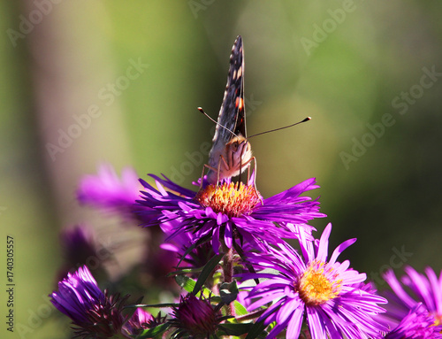 butterfly on purple aster flower