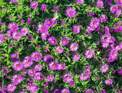 pink aster flowers with butterflies in garden
