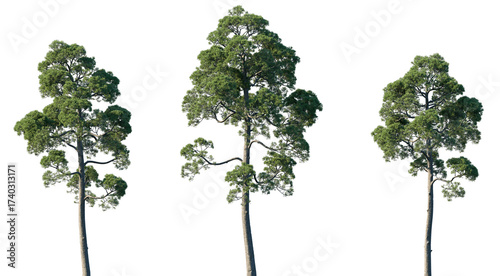 Obraz na plátne Set of Pinus halepensis (the Aleppo pine, the Jerusalem pine) frontal isolated p