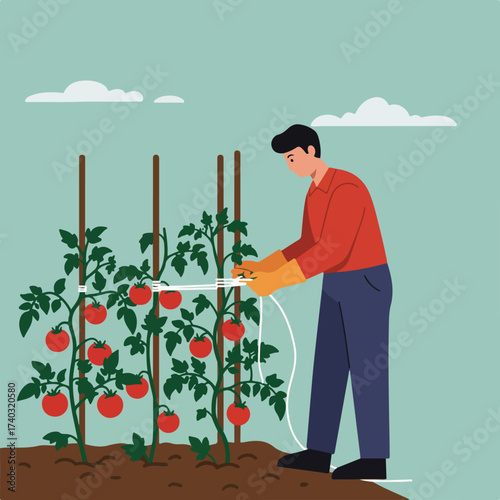 Man tending to tomato plants, tying vines to stakes