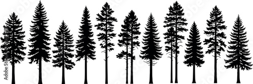 Silhouette set of coniferous trees in various shapes and sizes isolated on white background for forest, nature, and landscape themes