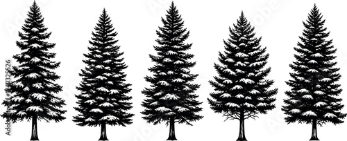 Silhouette set of pine and fir trees isolated on white background for forest, nature, botanical, and landscape vector design use.