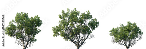 Set of Quercus faginea (The gall oak, holm oak or Valencian oak) isolated png in sunny daylight on a transparent background perfectly cutout	