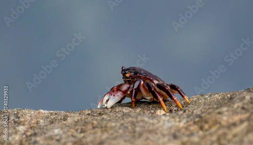 Purple Shore Crab