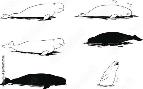 Beluga whale illustration set, marine animal vector, Arctic wildlife design, swimming poses, unique ocean clipart graphic