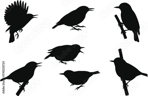 Bird silhouettes, perched posture, flying stance, singing call, branch resting, wing spread, small species, wildlife nature illustration set