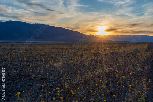 Sunset Over Badwater Basin with Yellow Wildflowers, Death Valley