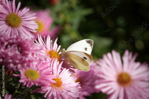 A Small White butterfly (Pieris rapae) feeding on the yellow centre of a vibrant pink New England aster (Symphyotrichum novae-angliae or Aster sp.) in autumn light