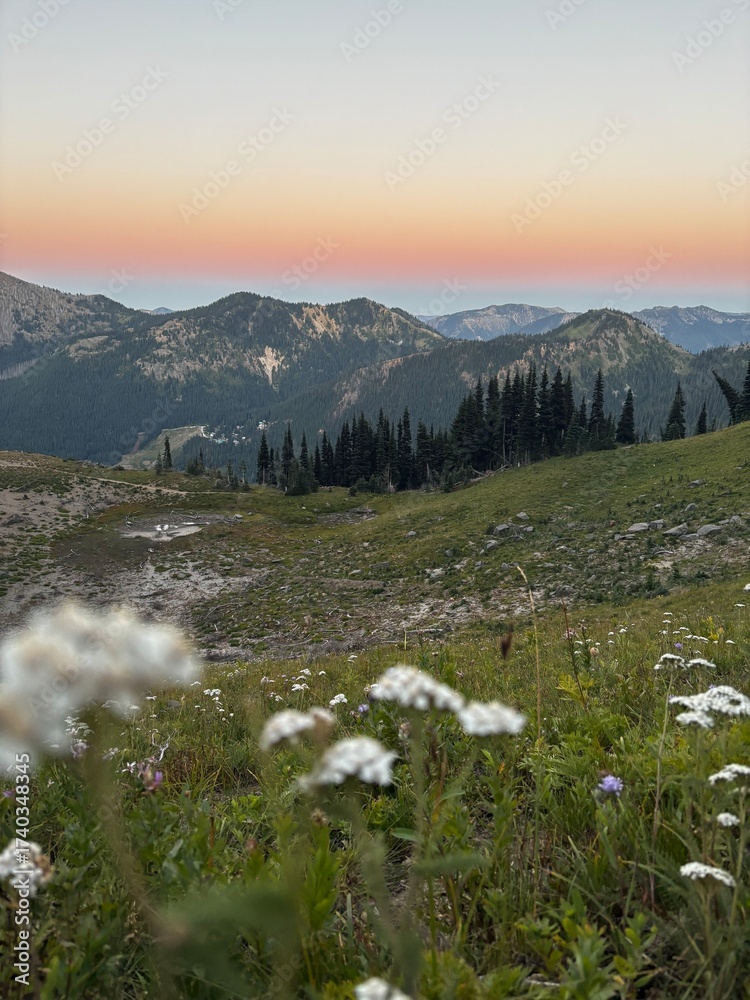 Naklejka premium white wildflowers across a meadow top of Crystal Mountain overlooking Mount Rainier National Park wilderness in Washington state