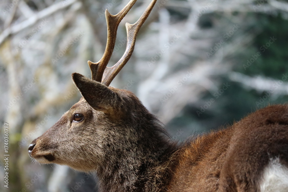 Fototapeta premium 広島県の宮島の街を歩き回る鹿