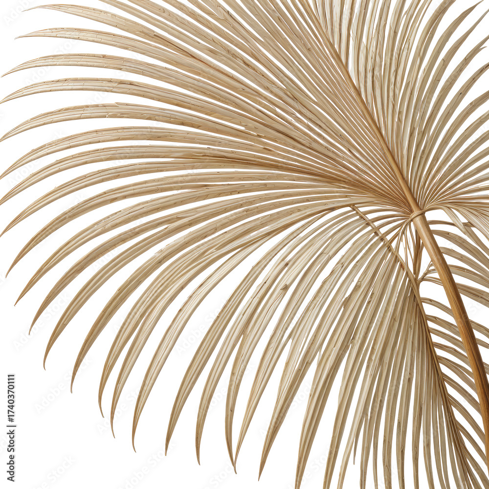 Fototapeta premium Close-up view of a dried, beige palm leaf against a black background